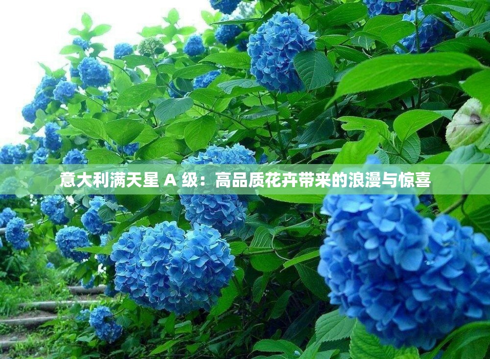 意大利满天星 A 级：高品质花卉带来的浪漫与惊喜