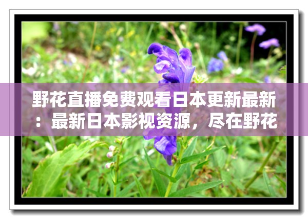 野花直播免费观看日本更新最新：最新日本影视资源，尽在野花直播