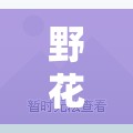 野花社区 www 在线资源：畅享丰富多样的精彩资源