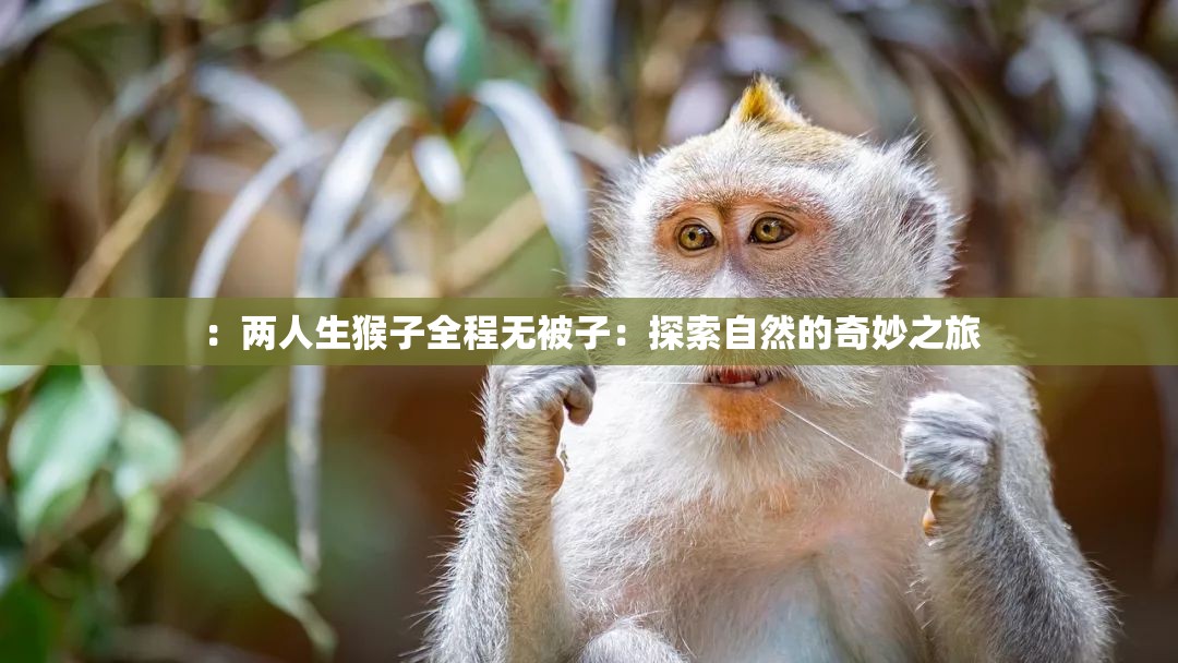 ：两人生猴子全程无被子：探索自然的奇妙之旅
