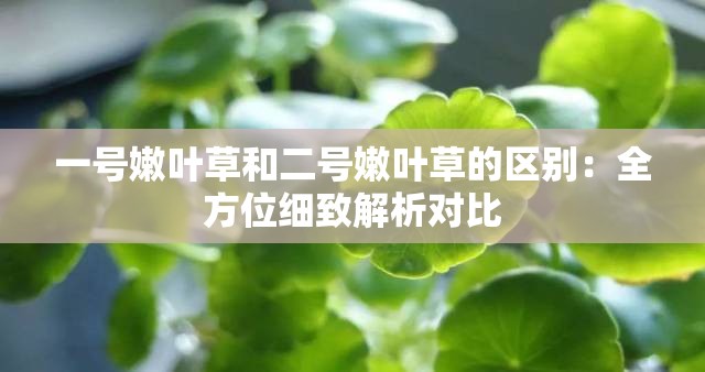 一号嫩叶草和二号嫩叶草的区别：全方位细致解析对比