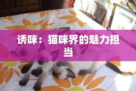 诱咪：猫咪界的魅力担当