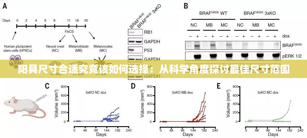 阳具尺寸合适究竟该如何选择：从科学角度探讨最佳尺寸范围