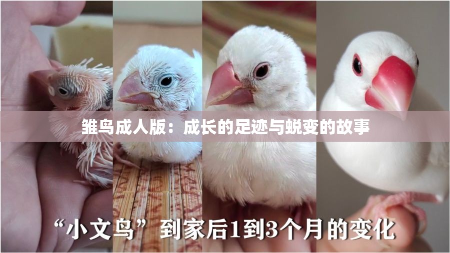 雏鸟成人版：成长的足迹与蜕变的故事