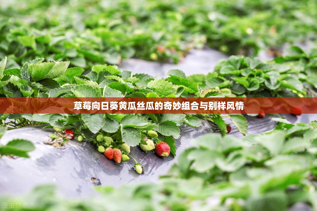 草莓向日葵黄瓜丝瓜的奇妙组合与别样风情