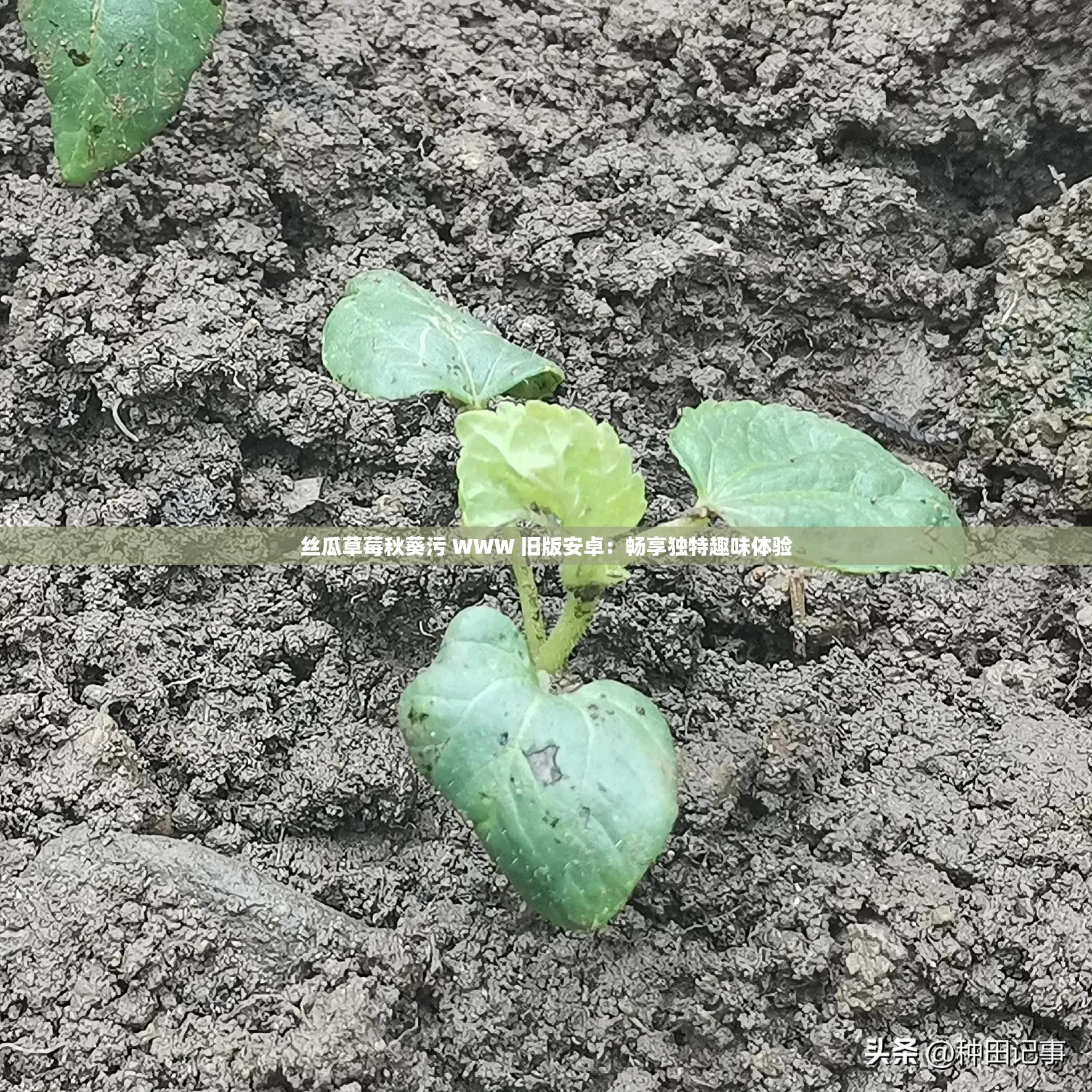 丝瓜草莓秋葵污 WWW 旧版安卓:畅享独特趣味体验 丝瓜草莓秋葵污 WWW 旧版安卓:畅享独特趣味体验