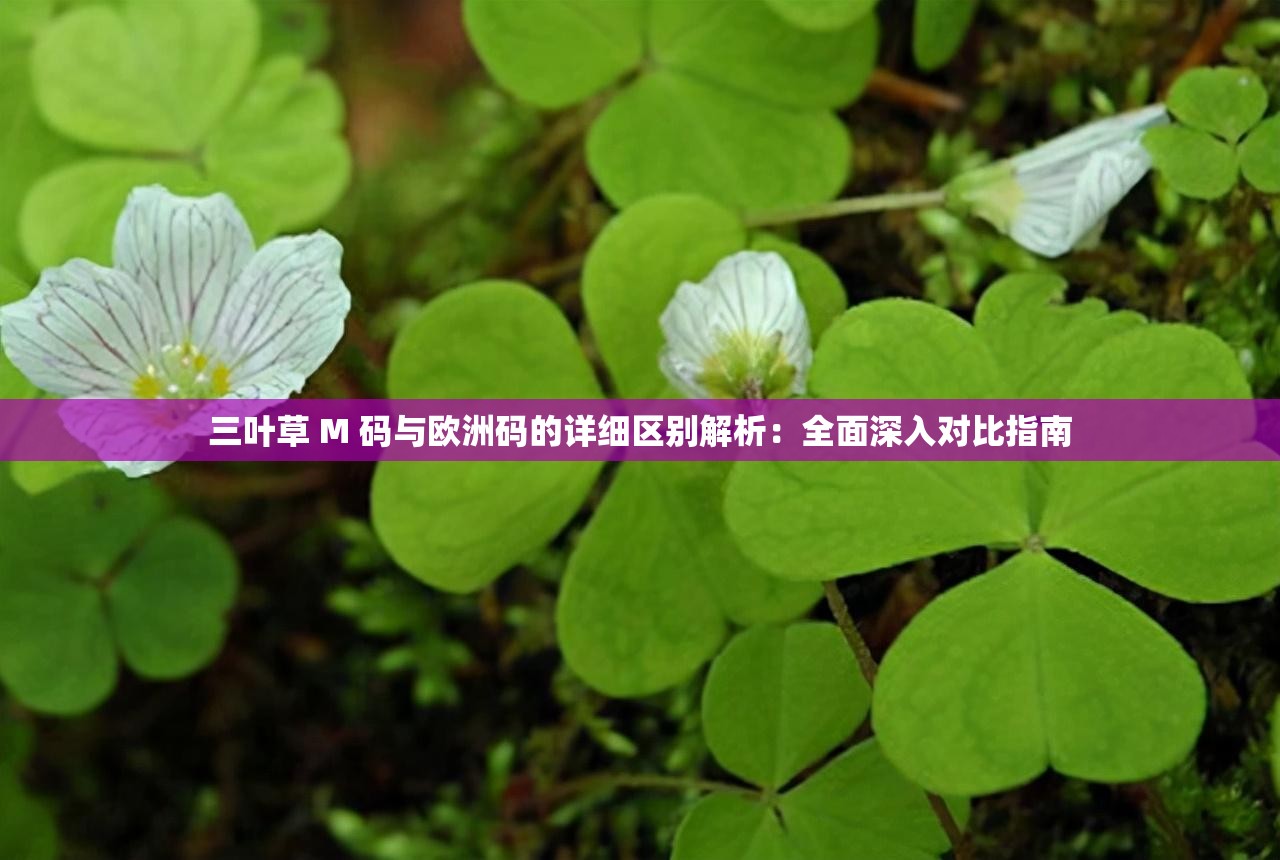 三叶草 M 码与欧洲码的详细区别解析：全面深入对比指南