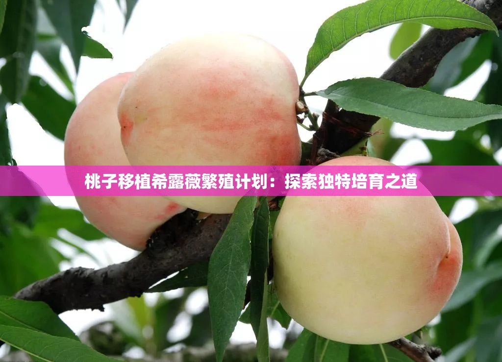 桃子移植希露薇繁殖计划：探索独特培育之道