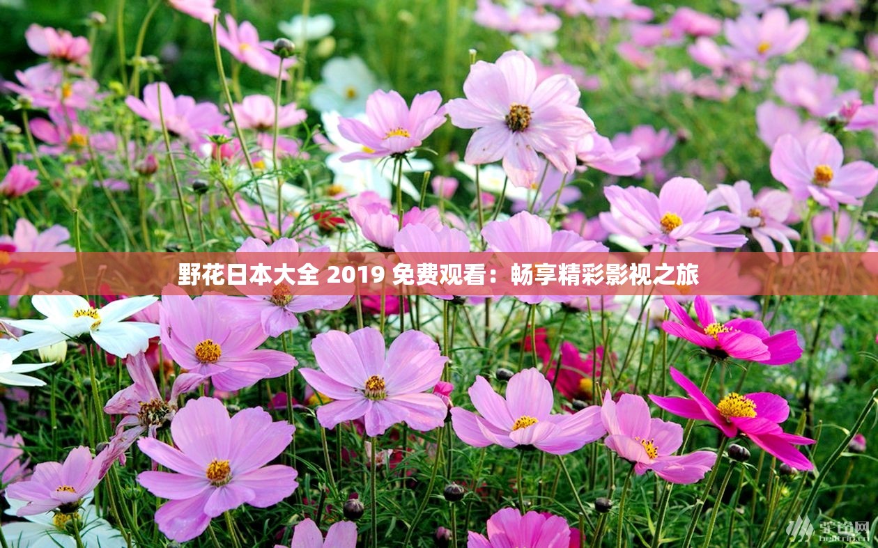 野花日本大全 2019 免费观看：畅享精彩影视之旅