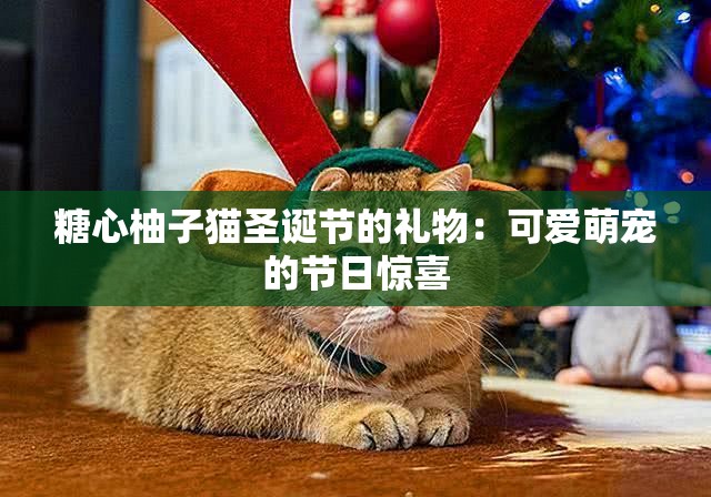 糖心柚子猫圣诞节的礼物：可爱萌宠的节日惊喜