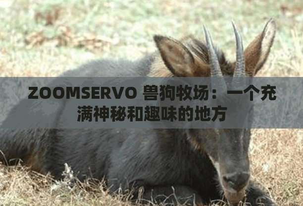 ZOOMSERVO 兽狗牧场：一个充满神秘和趣味的地方