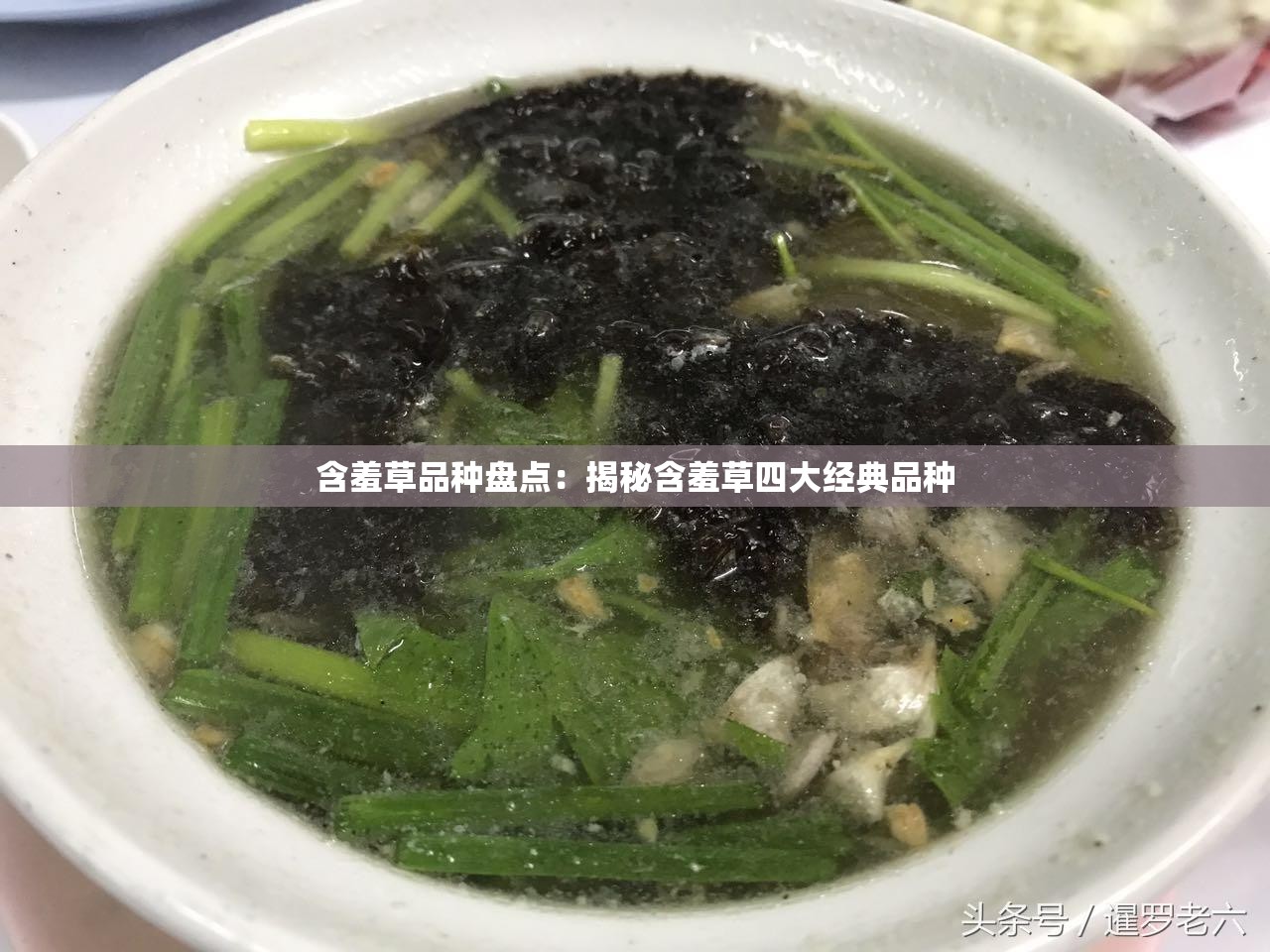 含羞草品种盘点：揭秘含羞草四大经典品种