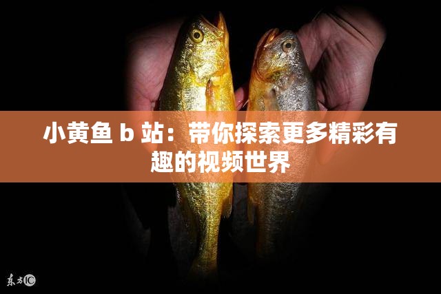 小黄鱼 b 站：带你探索更多精彩有趣的视频世界