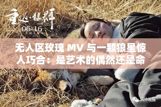 无人区玫瑰 MV 与一颗狼星惊人巧合：是艺术的偶然还是命运的安排？