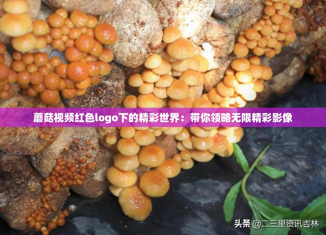 蘑菇视频红色logo下的精彩世界：带你领略无限精彩影像