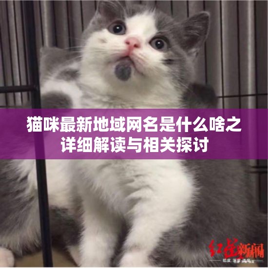 猫咪最新地域网名是什么啥之详细解读与相关探讨