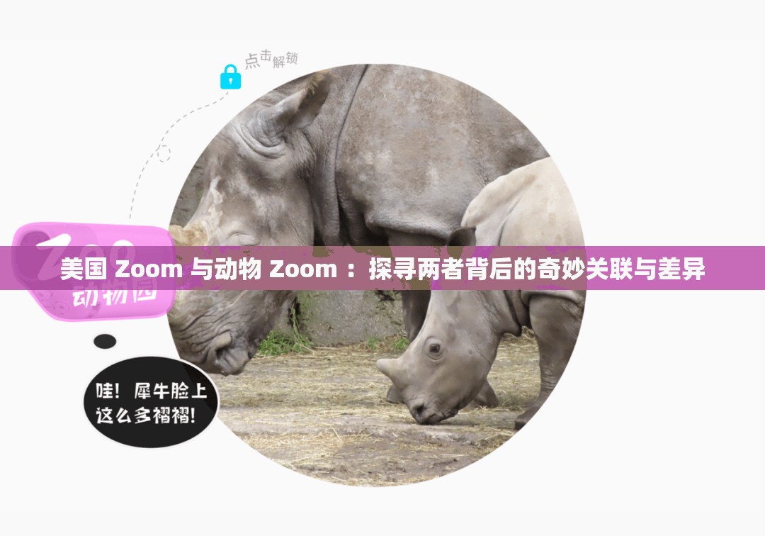 美国 Zoom 与动物 Zoom ：探寻两者背后的奇妙关联与差异