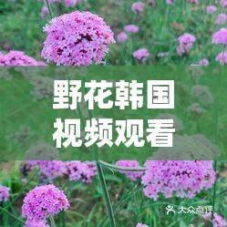 野花韩国视频观看免费高清版：畅享精彩大片无束缚