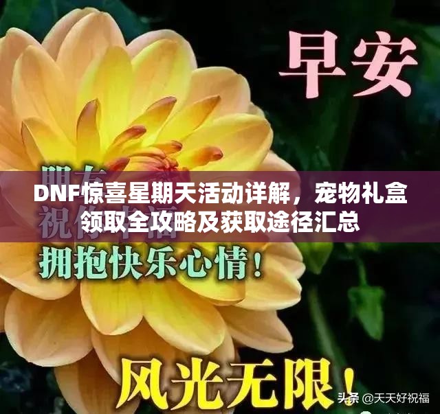 DNF惊喜星期天活动详解，宠物礼盒领取全攻略及获取途径汇总