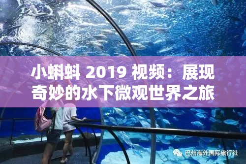 小蝌蚪 2019 视频：展现奇妙的水下微观世界之旅