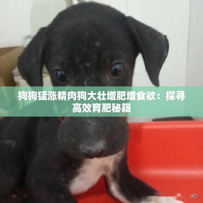 狗狗猛涨精肉狗大壮增肥增食欲：探寻高效育肥秘籍