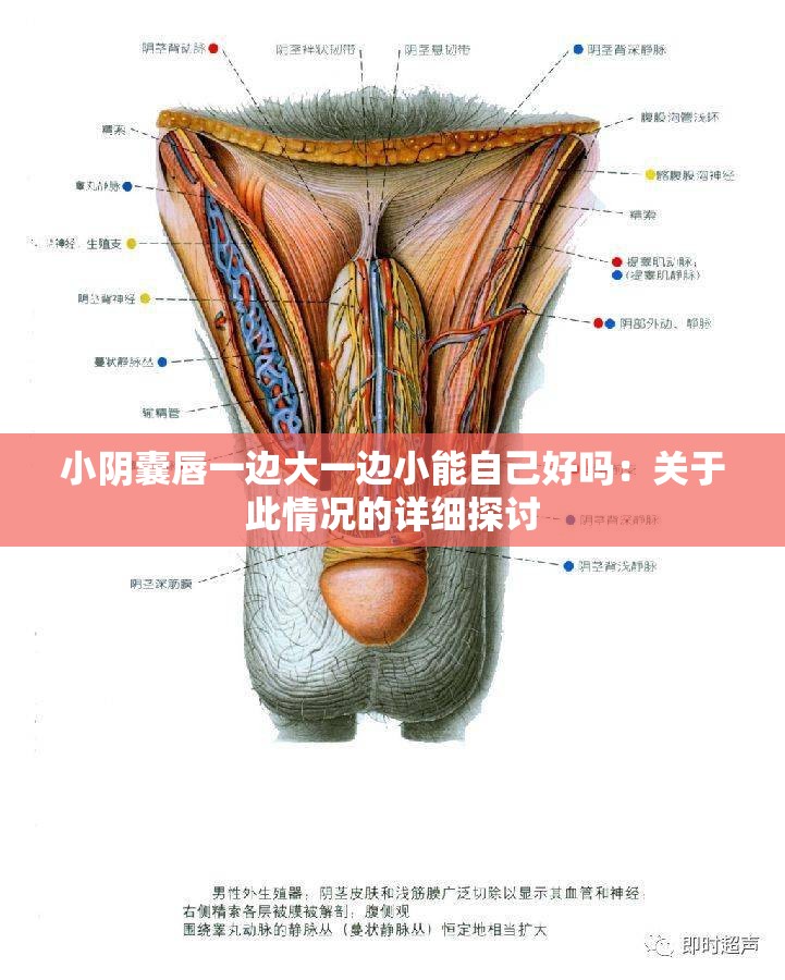 小阴囊唇一边大一边小能自己好吗：关于此情况的详细探讨