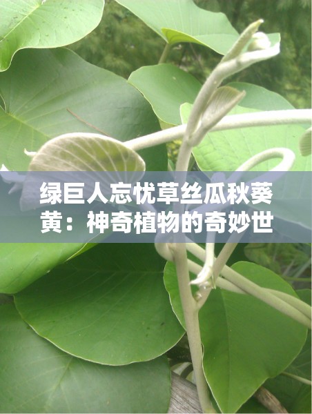 绿巨人忘忧草丝瓜秋葵黄：神奇植物的奇妙世界探秘