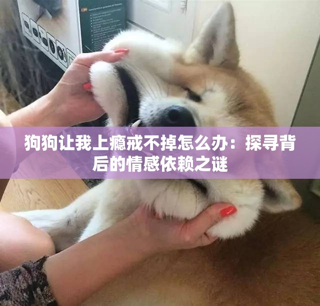 狗狗让我上瘾戒不掉怎么办：探寻背后的情感依赖之谜