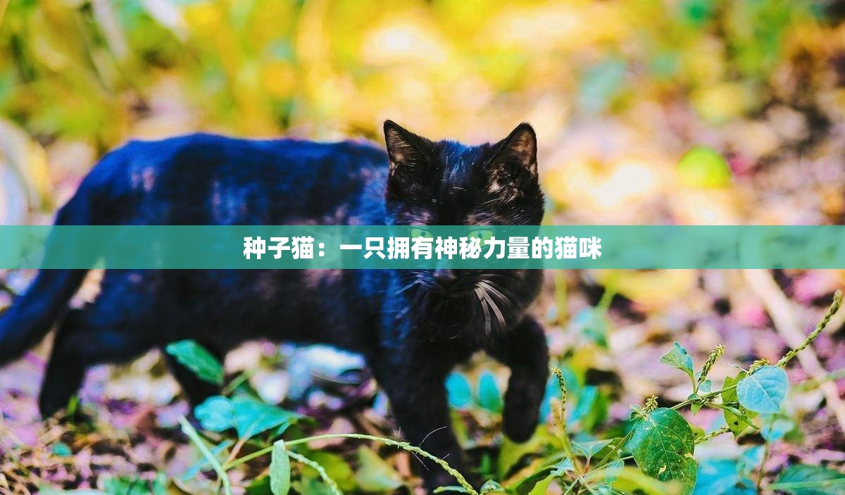 种子猫：一只拥有神秘力量的猫咪