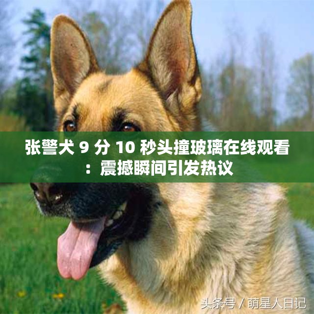 张警犬 9 分 10 秒头撞玻璃在线观看：震撼瞬间引发热议