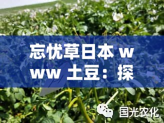 忘忧草日本 www 土豆：探寻别样精彩世界