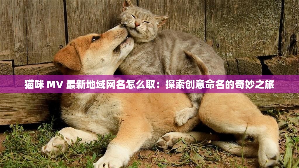 猫咪 MV 最新地域网名怎么取：探索创意命名的奇妙之旅