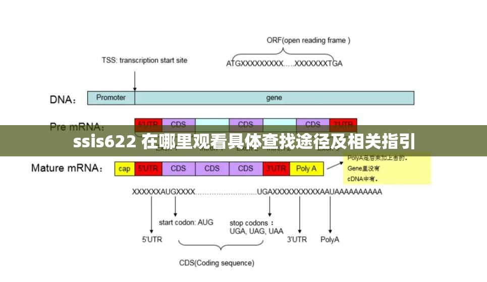 ssis622 在哪里观看具体查找途径及相关指引