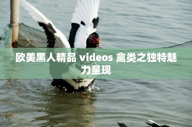 欧美黑人精品 videos 禽类之独特魅力呈现