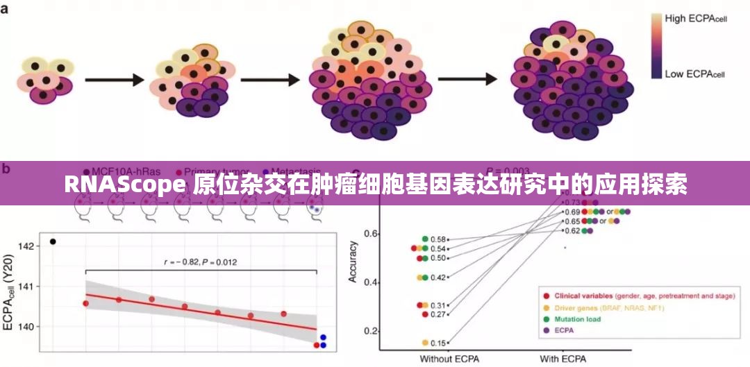 RNAScope 原位杂交在肿瘤细胞基因表达研究中的应用探索