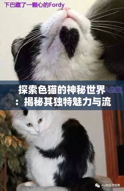 探索色猫的神秘世界：揭秘其独特魅力与流行趋势，带你深入了解这一网络文化现象