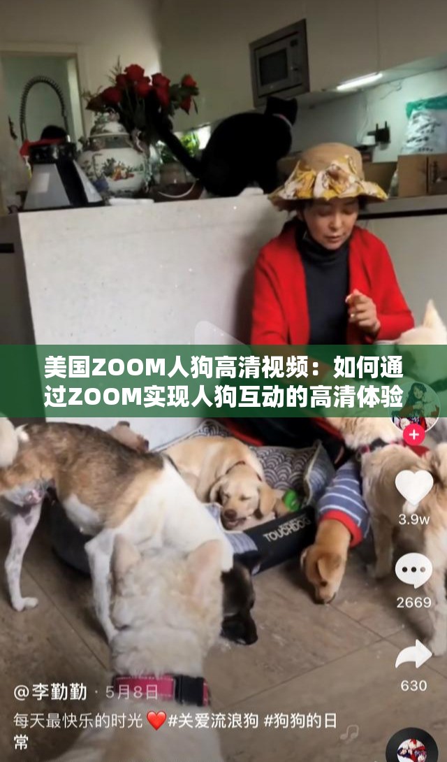 美国ZOOM人狗高清视频：如何通过ZOOM实现人狗互动的高清体验？