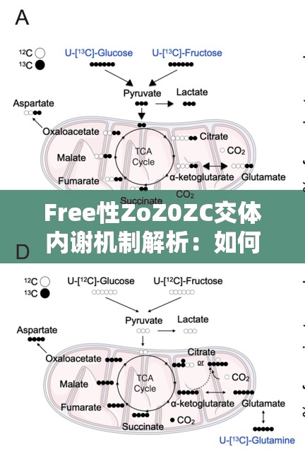 Free性ZoZ0ZC交体内谢机制解析：如何通过自然方式提升身体代谢效率？