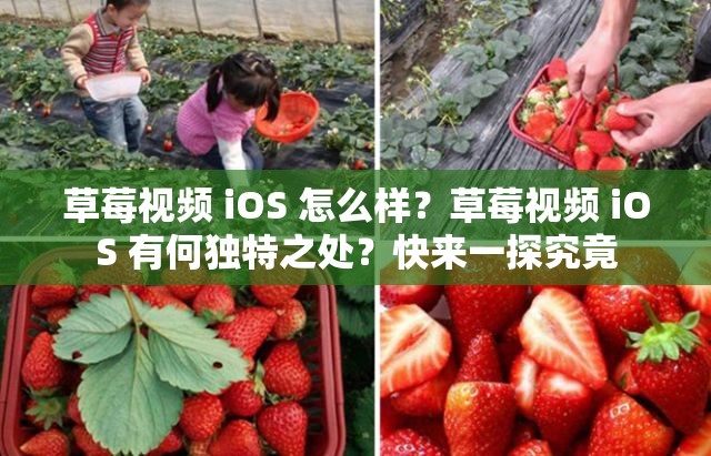 草莓视频 iOS 怎么样？草莓视频 iOS 有何独特之处？快来一探究竟