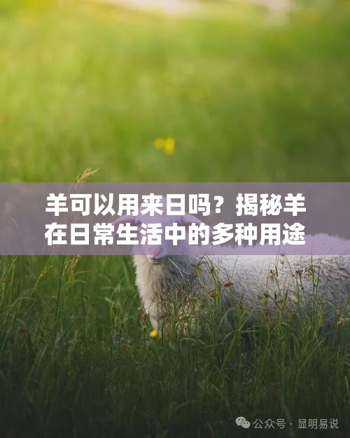 羊可以用来日吗？揭秘羊在日常生活中的多种用途与实用技巧