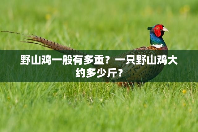 野山鸡一般有多重？一只野山鸡大约多少斤？