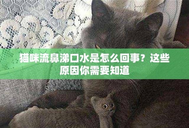 猫咪流鼻涕口水是怎么回事？这些原因你需要知道