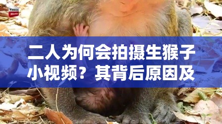 二人为何会拍摄生猴子小视频？其背后原因及精彩内容大揭秘