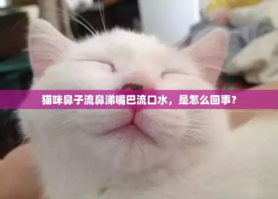 猫咪鼻子流鼻涕嘴巴流口水，是怎么回事？