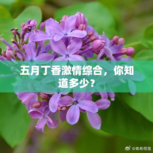 五月丁香激情综合，你知道多少？