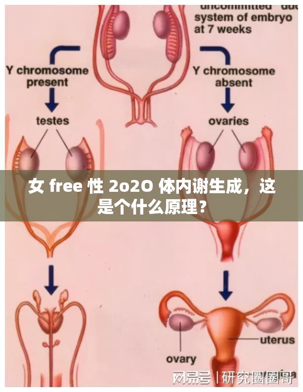 女 free 性 2o2O 体内谢生成，这是个什么原理？