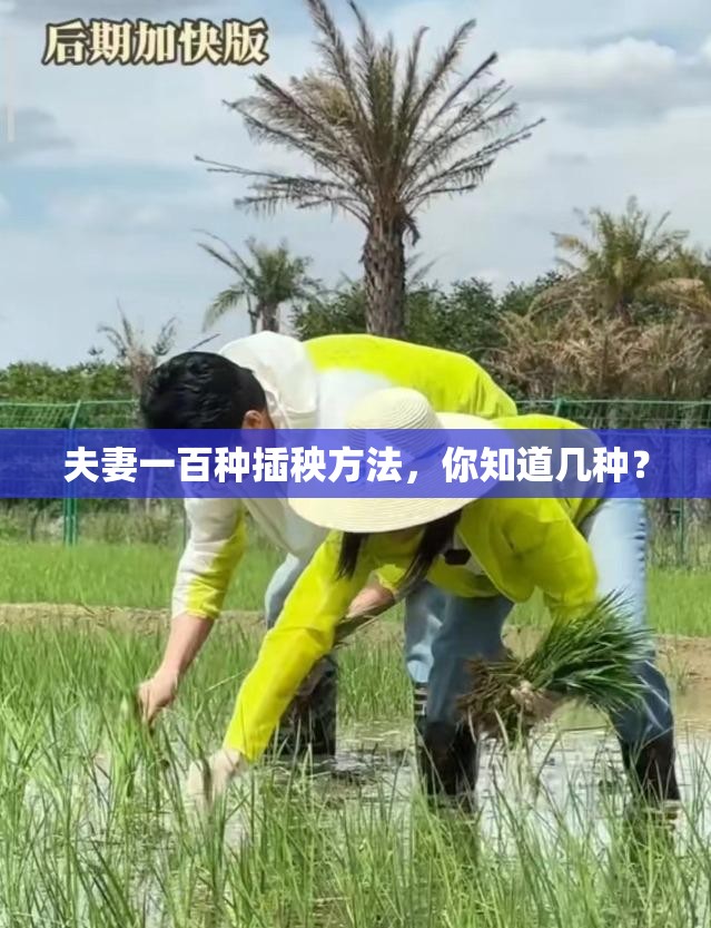 夫妻一百种插秧方法，你知道几种？