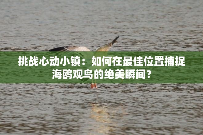 挑战心动小镇：如何在最佳位置捕捉海鸥观鸟的绝美瞬间？